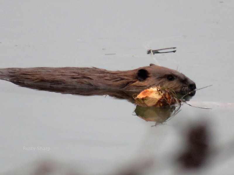 Beaver in Montana