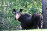 Moose in Montana