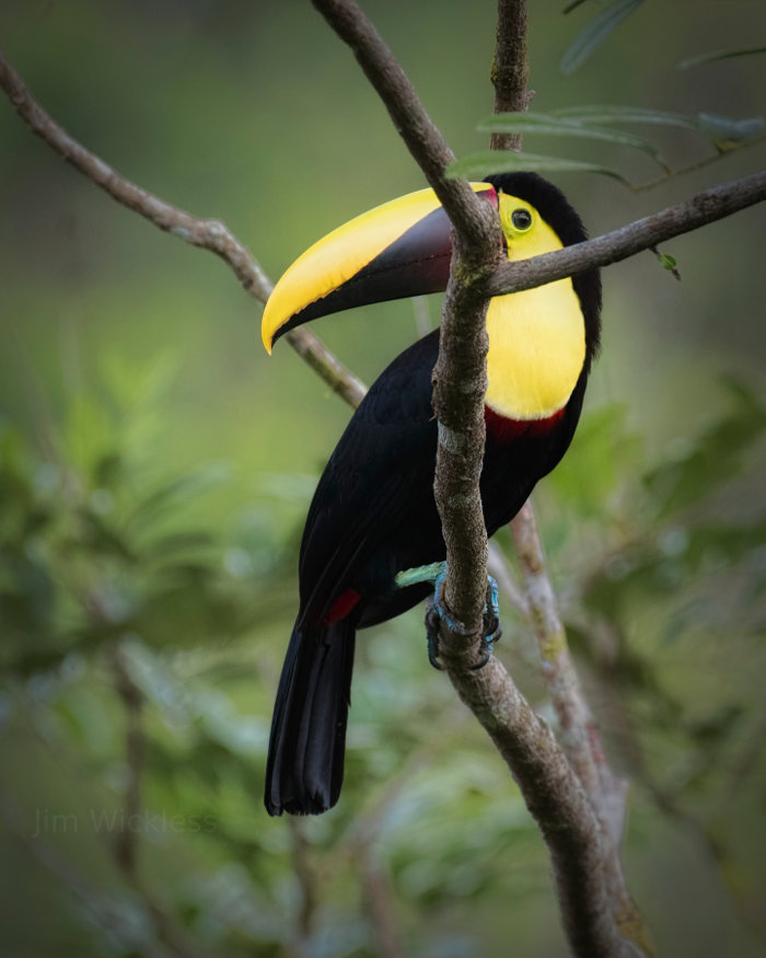 Beautiful Bird in Costa Rica