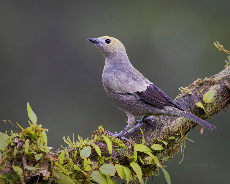 Palm Tanager in Costa Rica