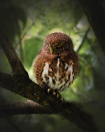 Pygmy Owl in Costa Rica