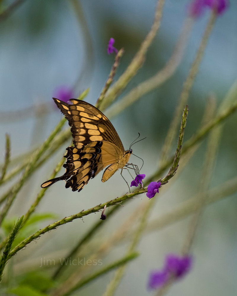 Swallowtail butterfly in Costa Rica