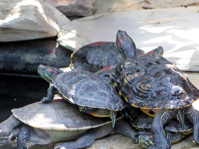 Pile of turtles at the Reptile Gardens in South Dakota