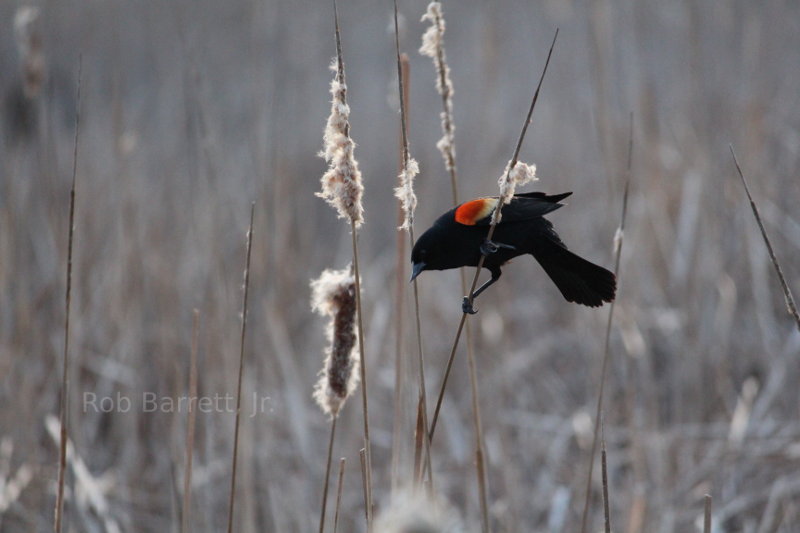 Red Wing Blackbird in Minnesota