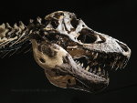 Tyrannosaurus Rex skull at the Museum of the Rockies