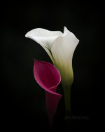 Portrait of Calla lilies