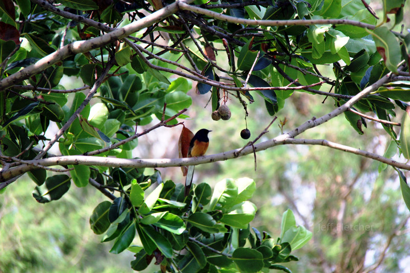 Songbird in Hawaii