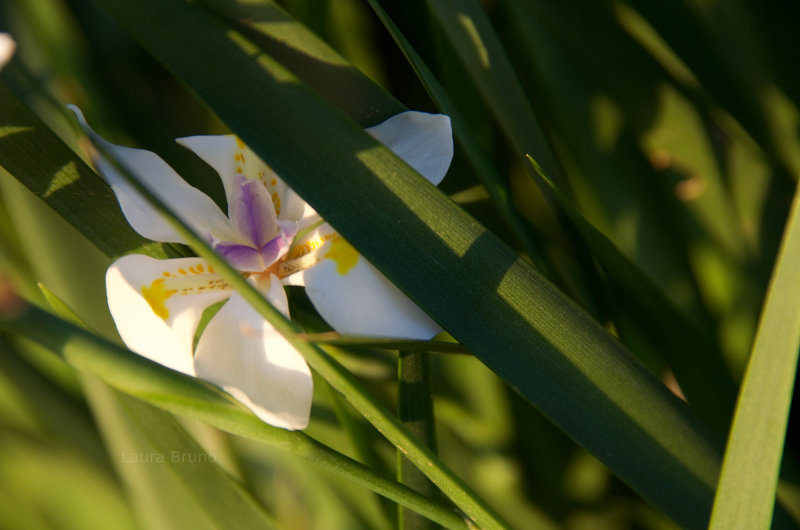 Flowers in Brazil