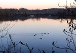 Ducks on a lake in Minnesota