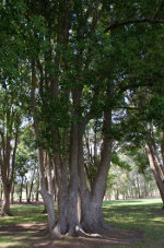 Trees in a park in Brazil