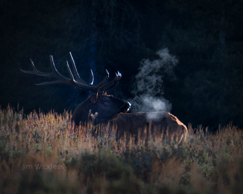 Handsome Elk in Grand Teton National Park, Wyoming