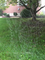 Large spider web in Pennsylvania.