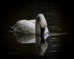 Beautiful swan in Jackson, Wyoming