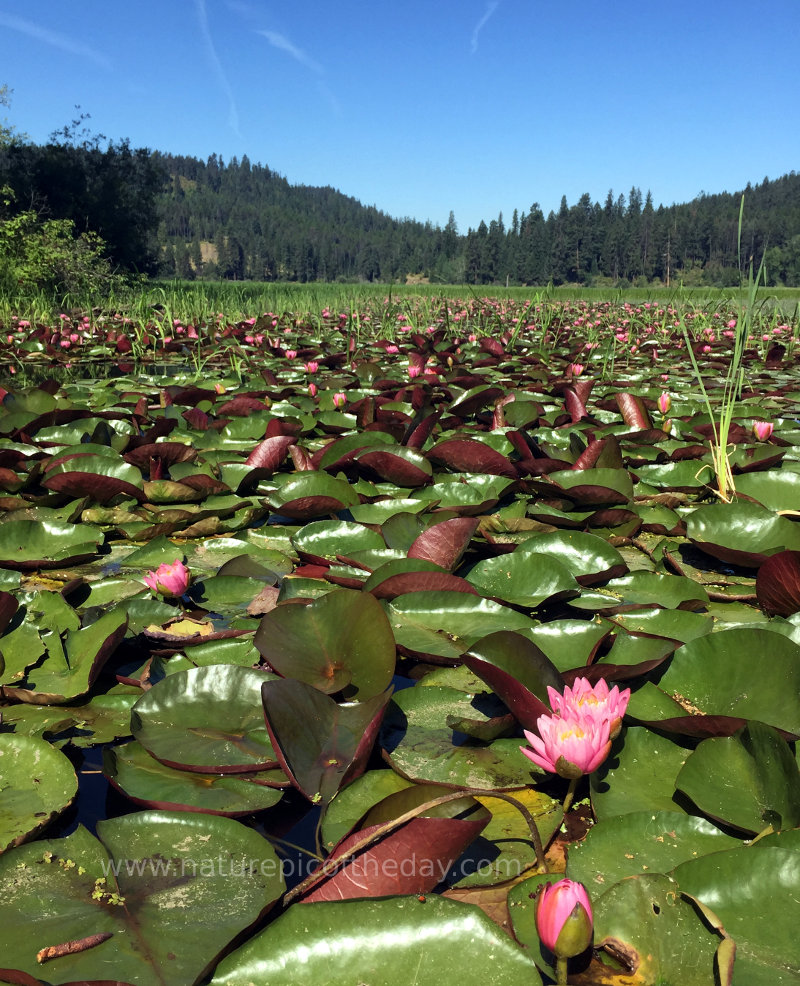 Lily Pads in Idaho