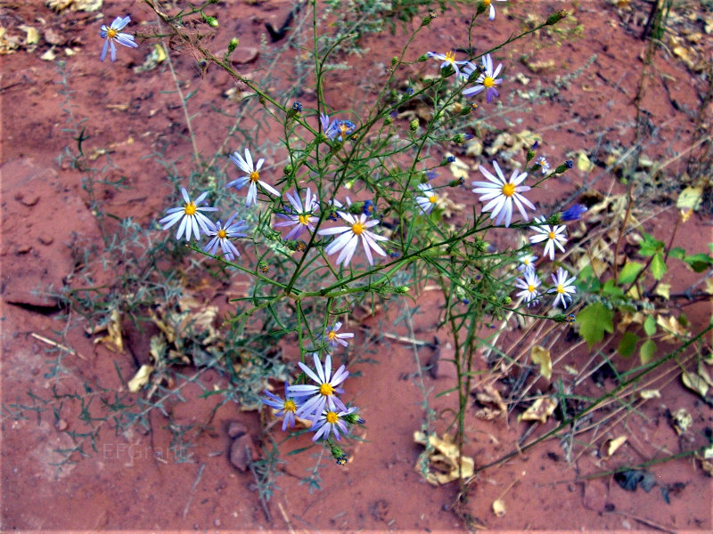 Pretty flowers in Zion National Park