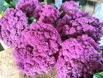 Purple Broccoli in Minnesota