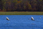 Swans in flight!