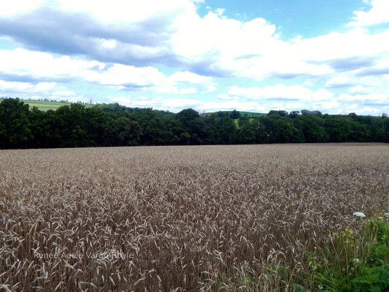 Wheat field in Pennsylvania
