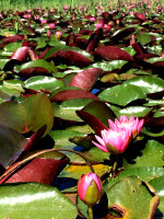 Water Lilies in Idaho