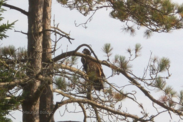Fledgling Bald Eagle at the top of Lake Michigan