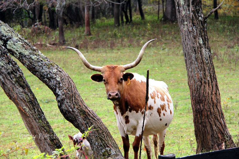 Texas Longhorn cattle in Virginia