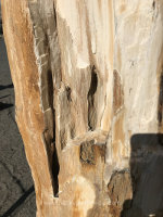 Petrified wood in Washington