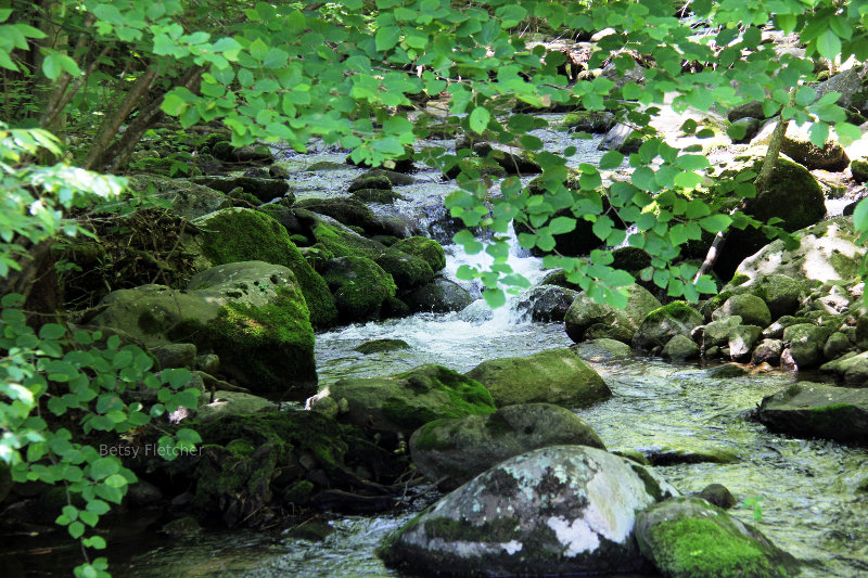 Creek in the Shenandoah Mountains