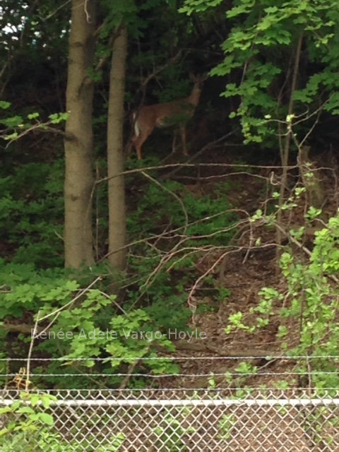 Deer in Nazareth, PA