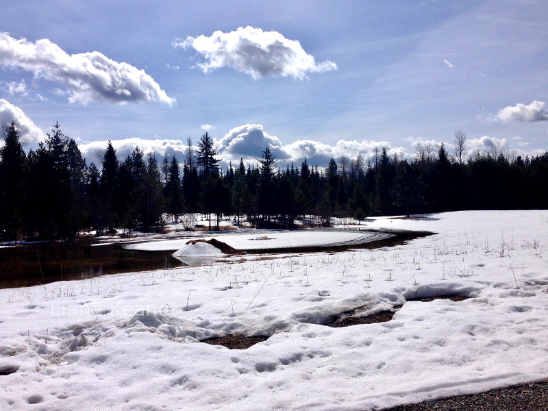 Spring in Montana