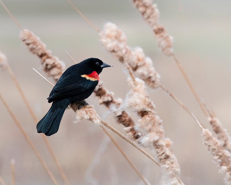 Handsome Red Winged Blackbird in Nebraska.