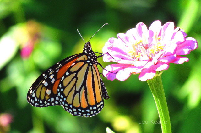 Monarch butterfly in Minneapolis