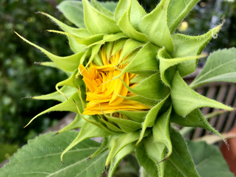 Pretty yellow flower