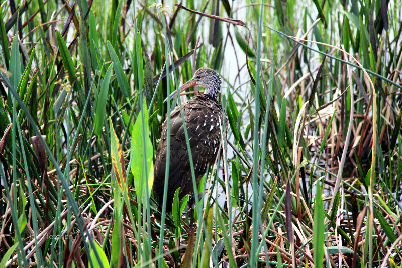 Bird in the Weeds