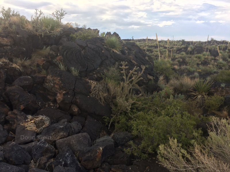 Beautiful lava and cactus