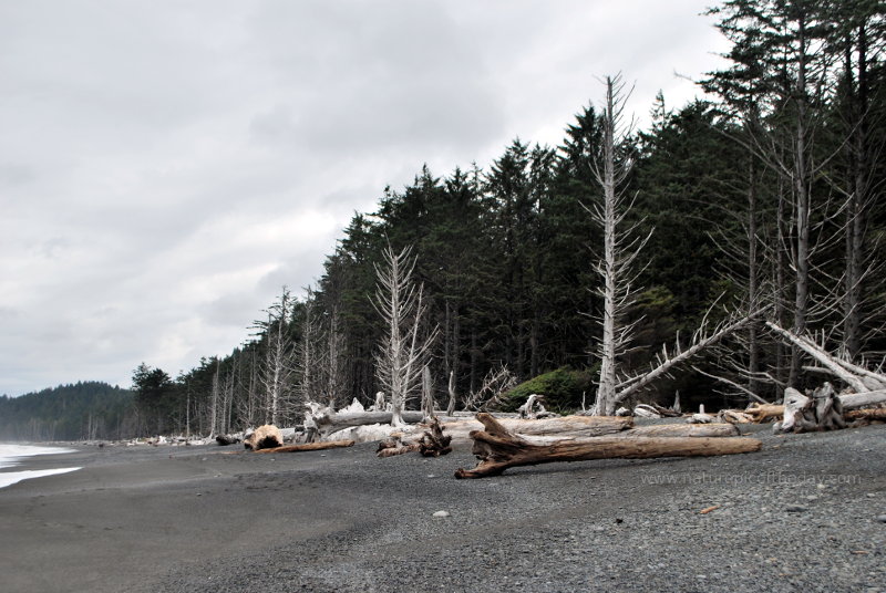 Driftwood on Rialto Beach, La Push, Washington