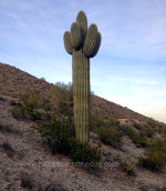 Christmas Cactus in Phoenix, AZ