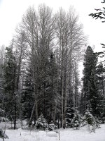 Birch in Montana Winter