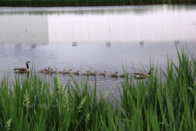 A family of Geese in Virginia