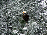 Bald Eagle in Montana
