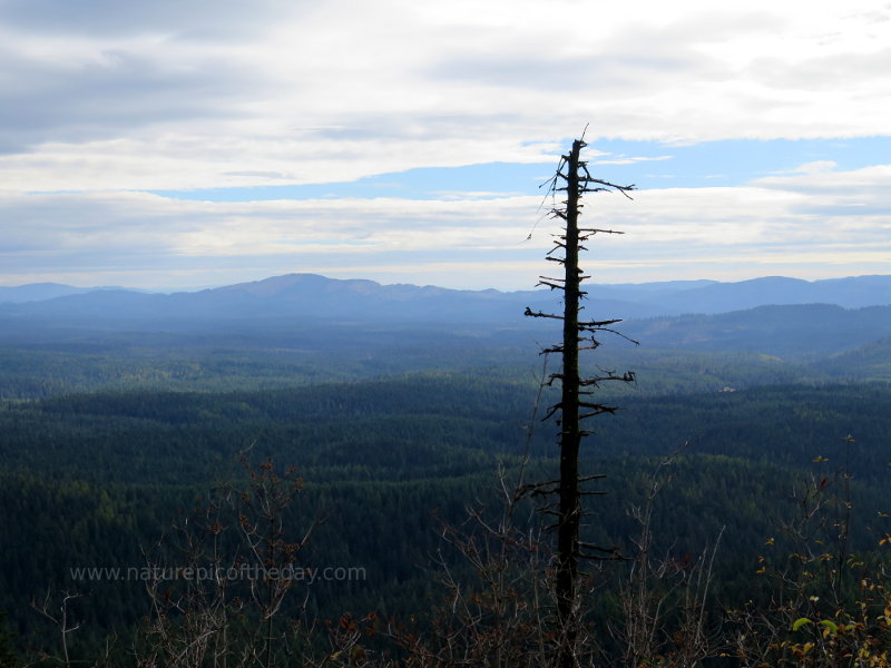 Tree and forest and mountains in Idaho