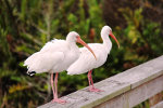 Beautiful White Ibis in Florida