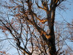 Beautiful oak in an Indiana Winter