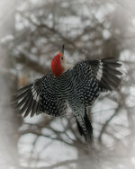 Woodpecker in Lincoln, Nebraska