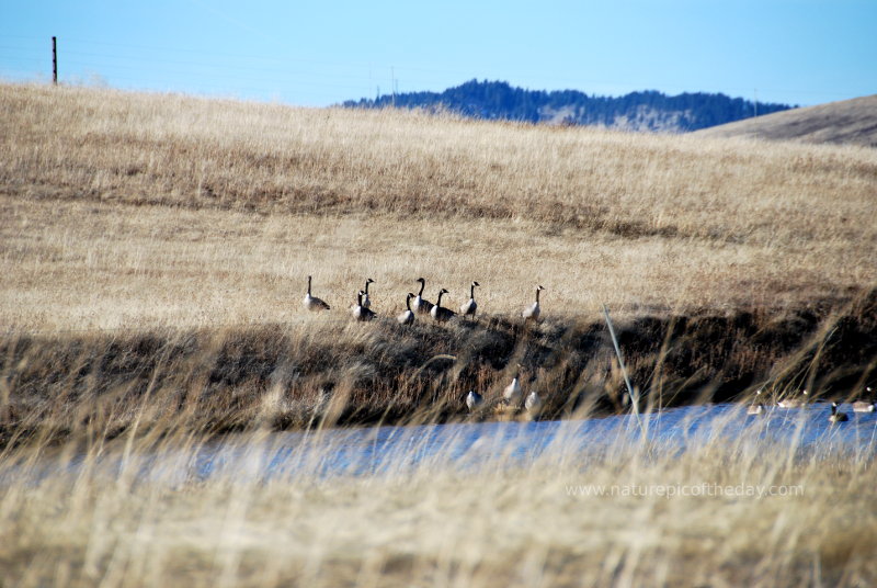 Canadian Geese in Idaho