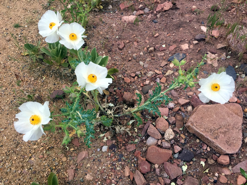 Weedy flower in Colorado