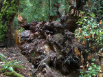 Redwoods in the Muir Woods