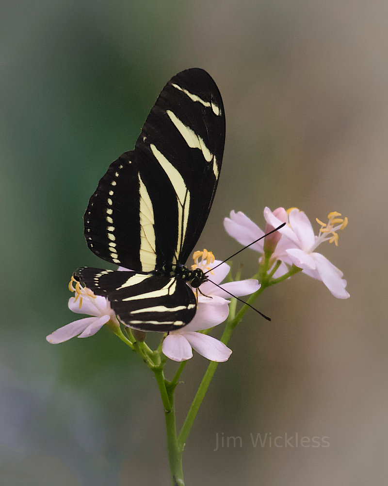 Beautiful Zebra Longwing in Omaha Nebraska