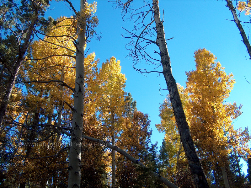 Aspen in California