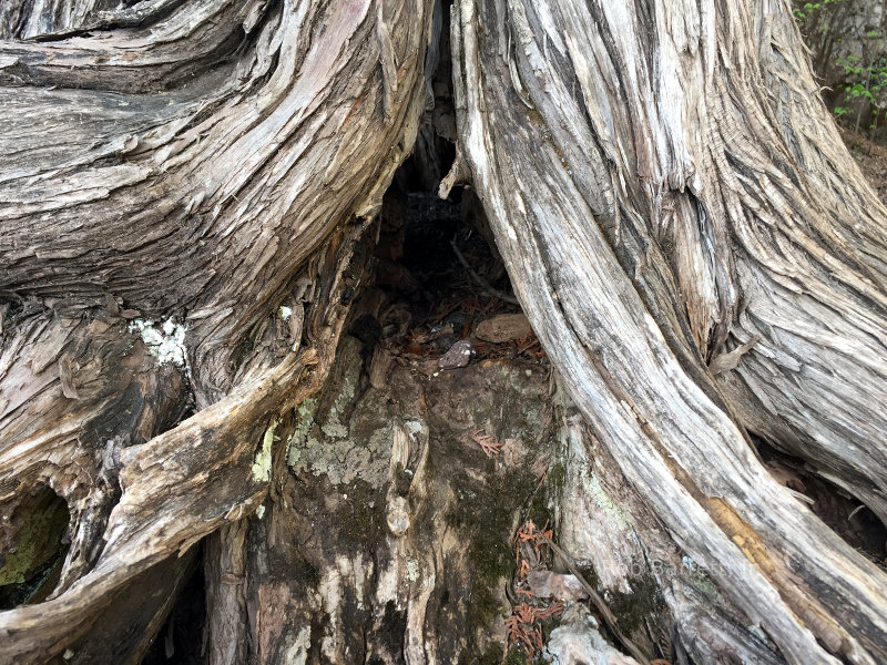 Tree cave