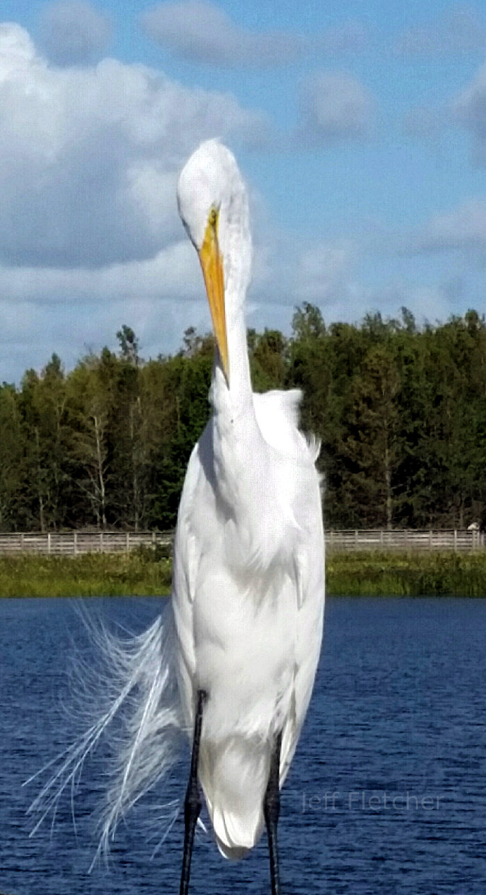 Egret in Florida